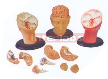 BIG DELUXE HEAD MODEL 8-PCS PINKIS BRAIN